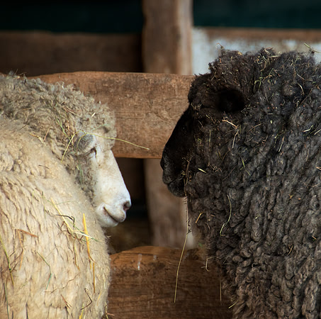 Sheep