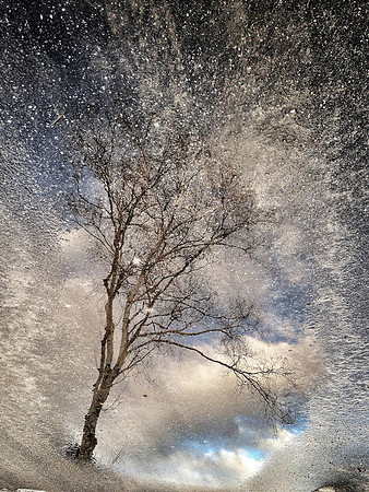 tree_street3