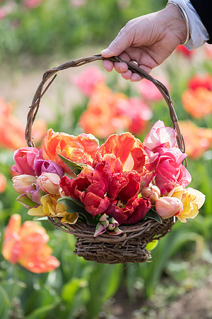 Wicked_Tulips-6690