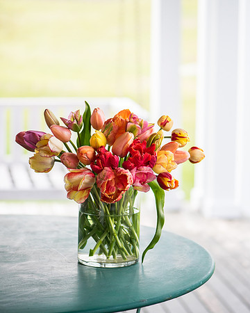 Wicked_Tulips-7152