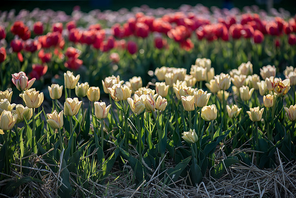 Wicked_Tulips-7075