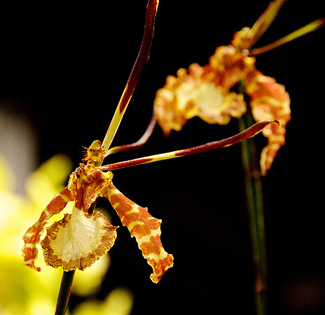 orchid