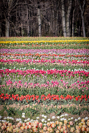Wicked_Tulips-6936