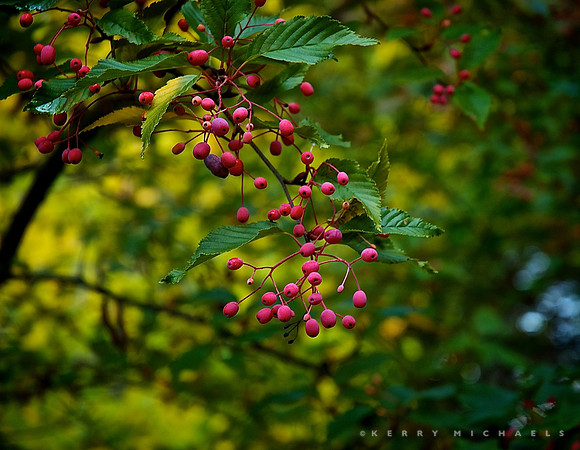 DSC_0389 - Version 2
