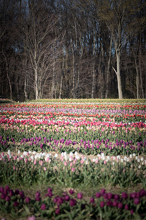 Wicked_Tulips-7072