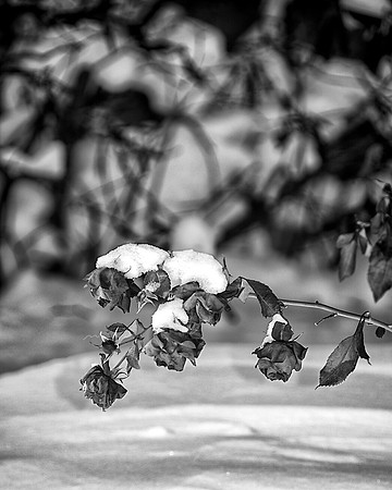 87AE_Snow Roses_DSC9553