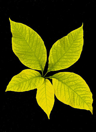P. 5 Row 2 A. Parrriflora