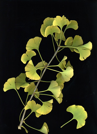 Gingko P. 7