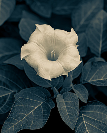monchrome_botanical_7506732
