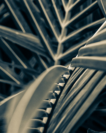 monchrome_botanical_7505021-Edit-Edit