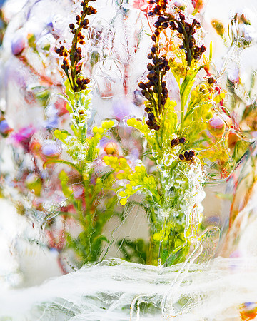 frozen flowers_8500277