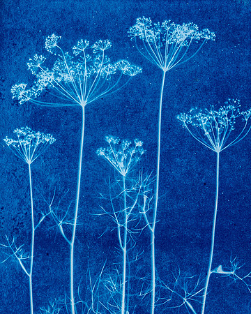 cyanotype_8501785
