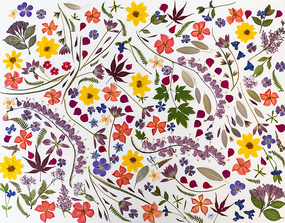 dried_flowers_8504509