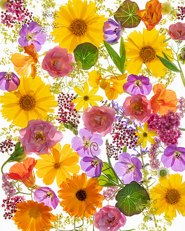 floating flowers_8504589