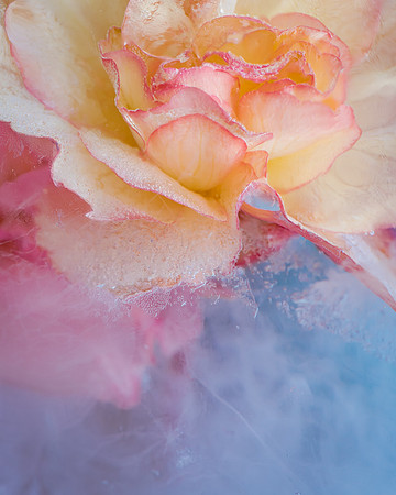 frozen flowers_8506366