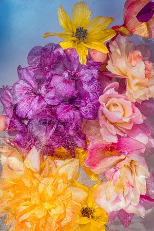 frozen flowers_8506273