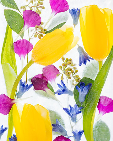 frozen flowers_8506625