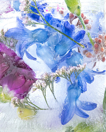 frozen flowers_8506841