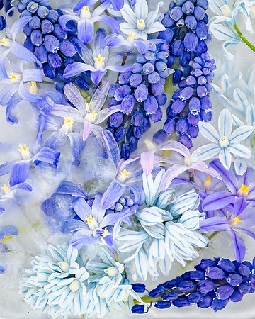 frozen flowers_8508437