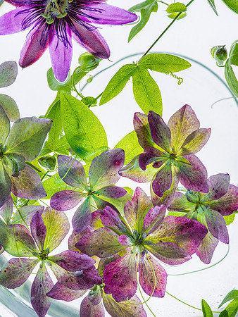 floating flowers_8507792-Edit