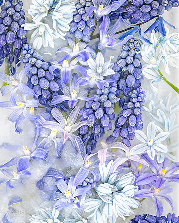 frozen flowers_8508480