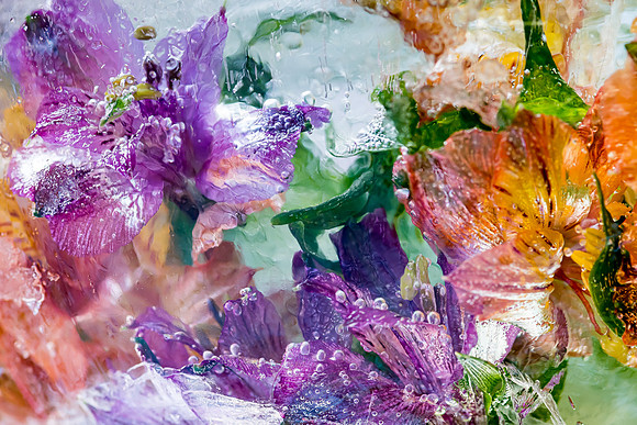 frozen flowers_8509848-Edit