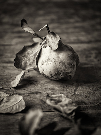 monchrome_botanical_DSC7357-Edit