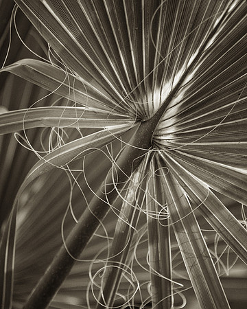 monchrome_botanical_DSC6580-Edit