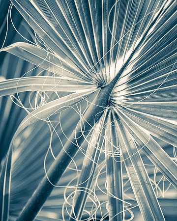 monchrome_botanical_DSC6580-Edit-Edit