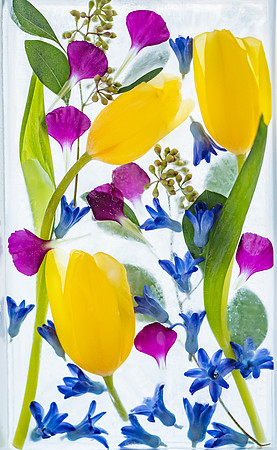 frozen flowers_DSC8614