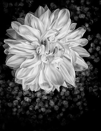 monchrome_botanical_DahliaFloat_DSC9179