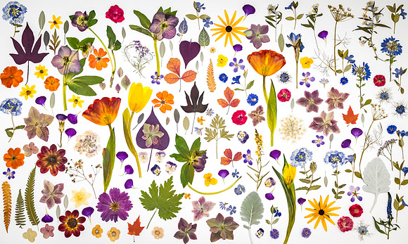 dried_flowers_LG_8507494