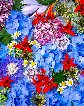 floating flowers_DSC9660