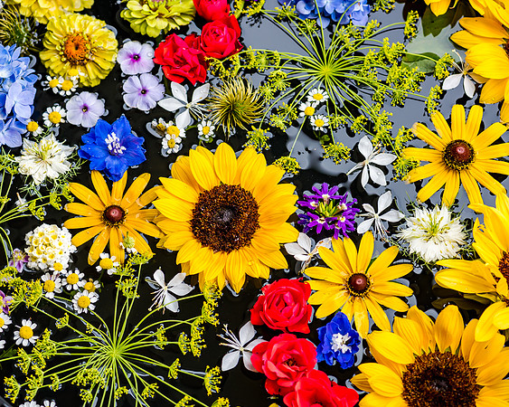 floating flowers_DSC9764