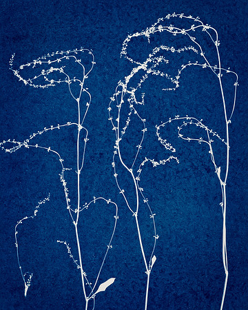 Cyanotype weed thread