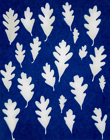 cyanotype Oak Cyan