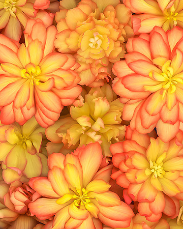 Scan begonia-4