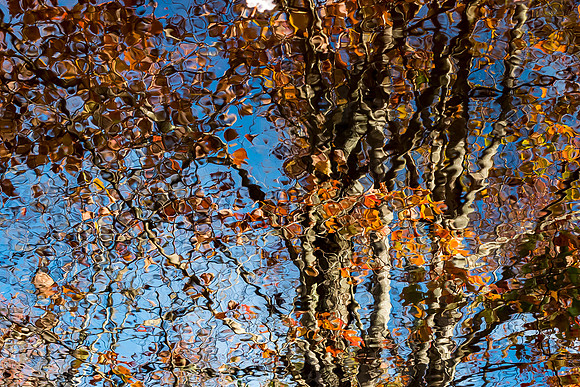 _DSC4554
