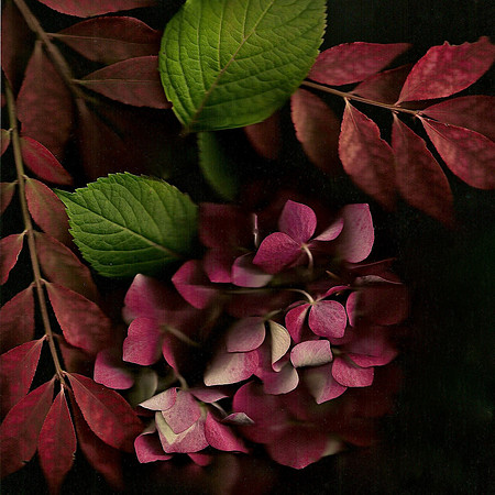 hydrangeaburningbush