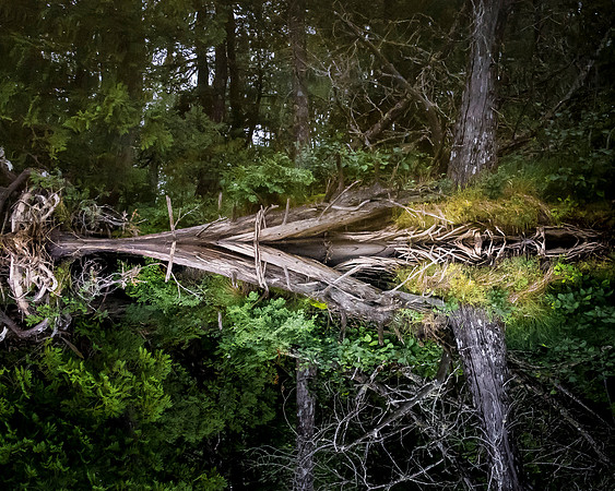 08_michaels_Reflection_North_Maine_Woods8_2017