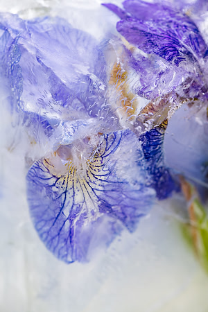 iris-8502879
