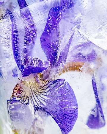 iris-8502882