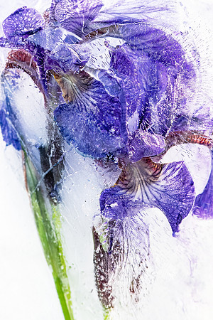 iris-8502991