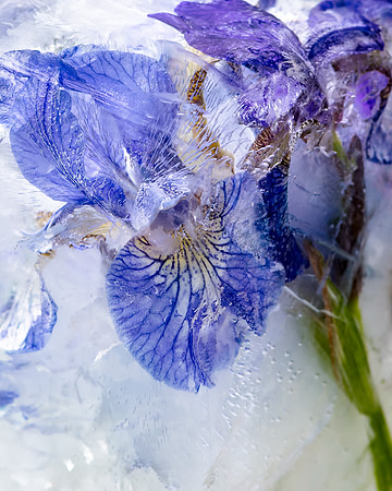 iris-8502894