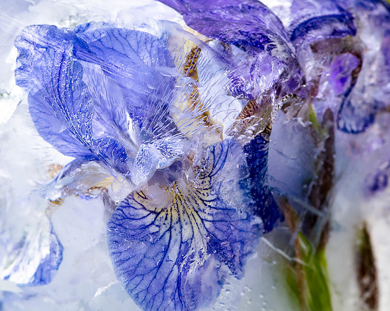 iris-8502893