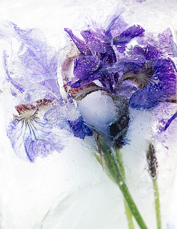 iris-8503001