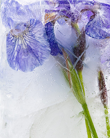 iris-8502896