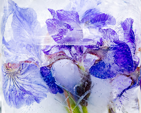 iris-8502945