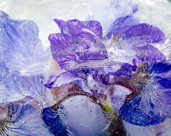 iris-8502937