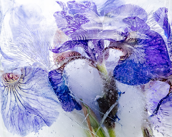 iris-8502961